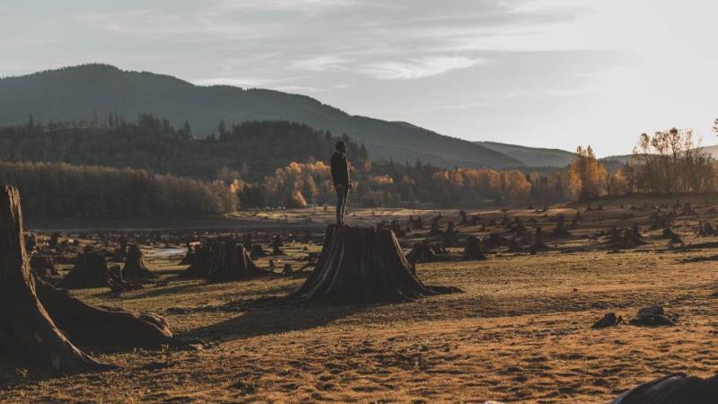 Fixing finance from the ground up: The fight for afforestation